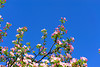 beetography > Crabapple flowers >  DSC_5073