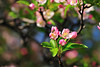 beetography > Crabapple flowers >  DSC_5082_01