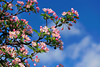 beetography > Crabapple flowers >  DSC_5090