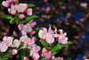 beetography > Crabapple flowers >  DSC_5085