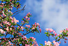 beetography > Crabapple flowers >  DSC_5088