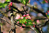 beetography > Crabapple flowers >  DSC_5079