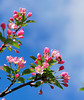beetography > Crabapple flowers >  DSC_5086-C