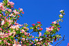 beetography > Crabapple flowers >  DSC_5077
