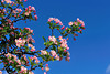 beetography > Crabapple flowers >  DSC_5074_01