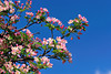 beetography > Crabapple flowers >  DSC_5075