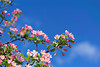 beetography > Crabapple flowers >  DSC_5094