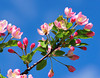 beetography > Crabapple flowers >  DSC_5093-C