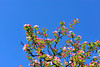 beetography > Crabapple flowers >  DSC_5078