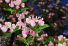 beetography > Crabapple flowers >  DSC_5084