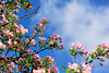 beetography > Crabapple flowers >  DSC_5086