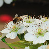 This is a "fake" bee.  A syrphid fly (hoverfly, flowerfly) mimics a honey bee so others will hesitate to eat it.....