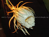 beetography > QueenOfNight >  DSC_9041jpg