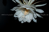 beetography > QueenOfNight >  DSC_9142jpg