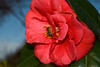 beetography > Tours, France >  DSC_3334_bee