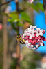 beetography > Tours, France >  DSC_3362