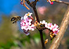beetography > Tours, France >  DSC_3364