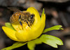aconite-DSC0042